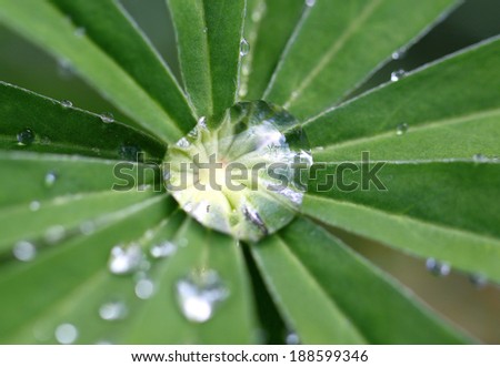 A drop of water on a leaf