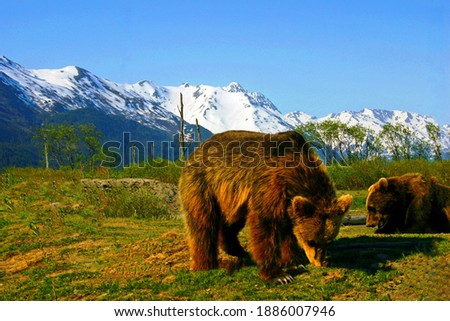 Alaskan Brown bears at the 200 acre Alaska Wildlife Conservation Center near Portage on the Anchorage Seward Highway with the snow covered Chugach Mountains seen in the background.
