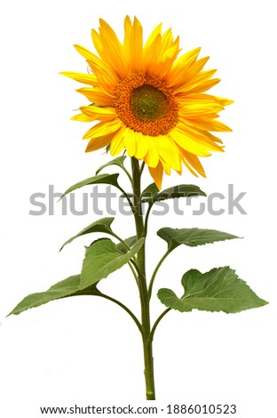Sunflower isolated on white background. Sun symbol. Flowers yellow, agriculture. Seeds and oil. Flat lay, top view. Bio. Eco. Creative