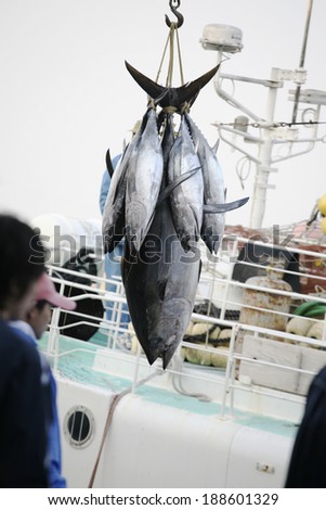 Tuna fishing at port Katsuura, Japan