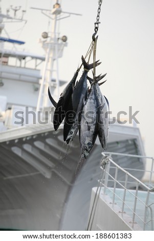 Tuna fishing at port Katsuura, Japan