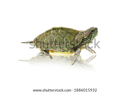 green turtle isolated on white background