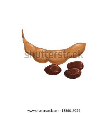 Tamarind fruit, tropical exotic food, vector isolated icon. Tamarind fruit seeds and pods, exotic fruits dessert and fruity sweets ingredient, tropic farm garden plants ripe harvest Royalty-Free Stock Photo #1886019391