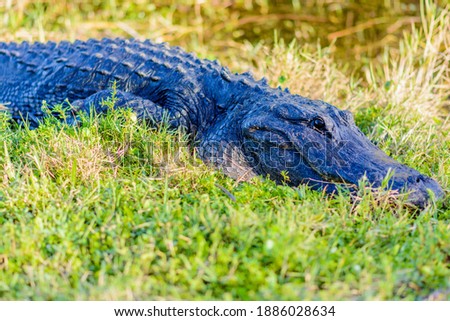 An alligator in the Everglades