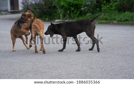 everyday activities of stray dogs on the street.
