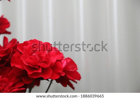 Beautiful red roses with grey background