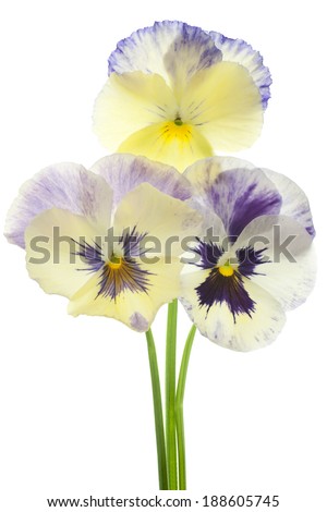 Studio Shot of Violet and Yellow Colored Pansy Flowers Isolated on White Background. Large Depth of Field (DOF). Macro. Symbol of Fun and Reminiscence.