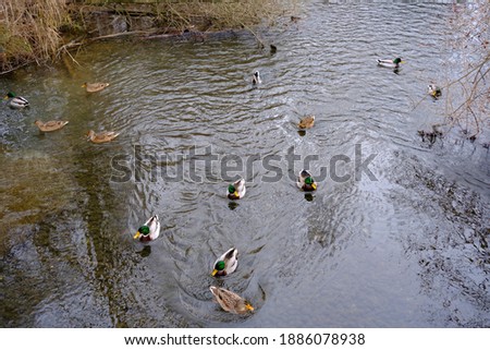 ducks on river mitterwasser nearby the danube river in upper austria