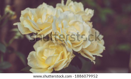 photo of artistic rose yellow in the garden