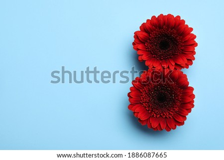 Number 8 made with red gerberas on light blue background, flat lay and space for text. International Women's day