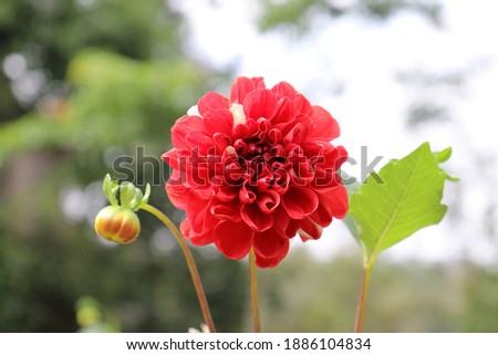 a red colored Dahlia flower bloomed in the garden with the natural background