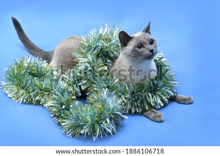 A Thai cat wrapped in Christmas tinsel lies on a blue background and looks at something with interest. Image with selective focus Royalty-Free Stock Photo #1886106718