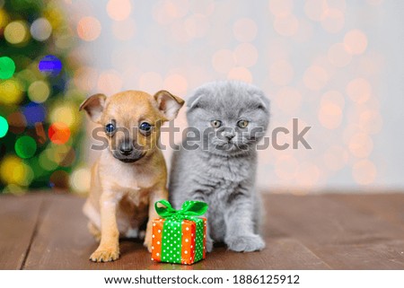 Couple of kitten and puppy sitting on the floor against the background of a christmas tree next to a small gift