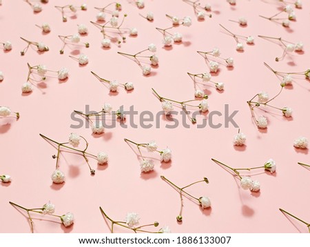 Flower pattern, gypsophila flowers on pink background. 
