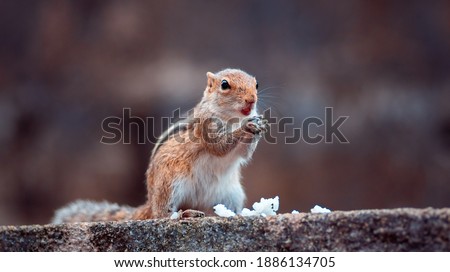 Cute young female squirrel holding white rice in both hands, eating a meal while on full alert of the surrounding, standing in a wall.