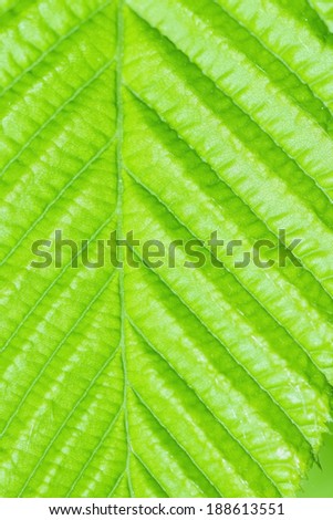 green leaf in early spring