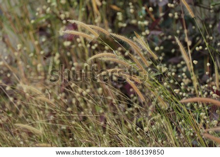 Winter grass flowers in Northeast Thailand, which is known as the driest region of the country.