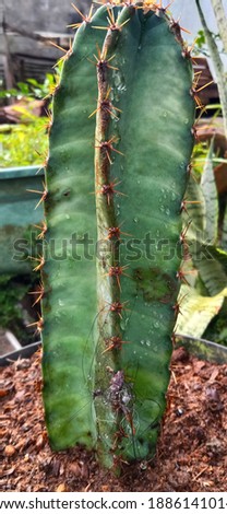 cactus plants in pots with loose soil