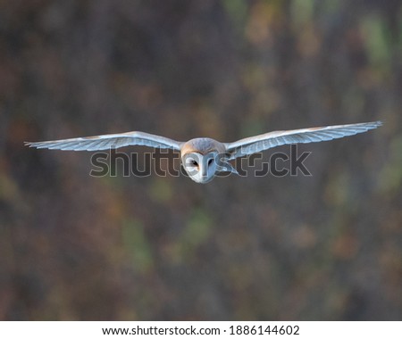 A Barn owl in golden evening light quartering and hunting in a field