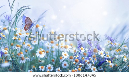 Beautiful wild flowers daisies and butterfly in morning cool haze in nature spring close-up macro. Delightful airy artistic image beauty summer nature.