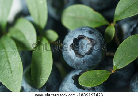 ripe blueberries close-up on bushes with green leaves