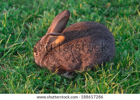 grey rabbit in the grass