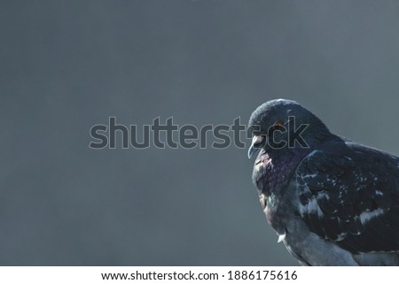 side portrait of a pigeon on a gray-blue background