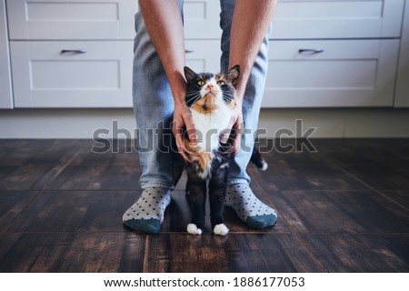 Domestic life with pet. Man stroking his mottled cat in home kitchen. Royalty-Free Stock Photo #1886177053