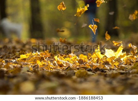 Leaves falling on a forest footpath on a sunny autumn day