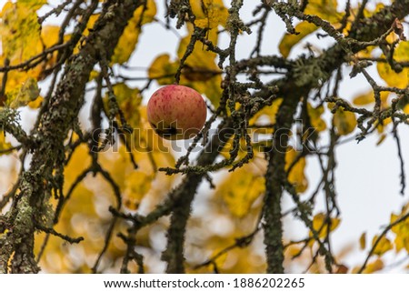 Autumn Apple on a Tree in Late Fall