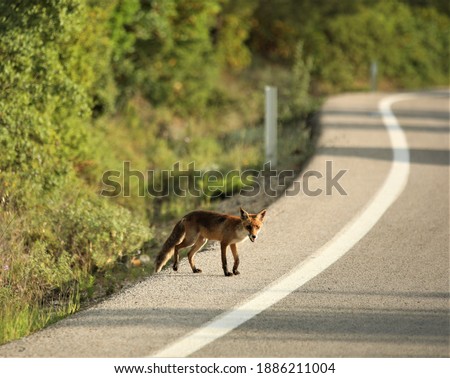 Due to the damage to natural life, foxes started to live in areas close to the city center.