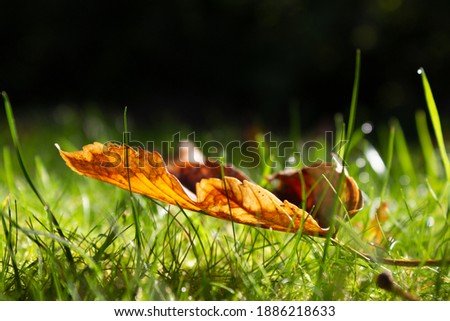 Fallen leave from the tree on the grass during autumn in Europe
