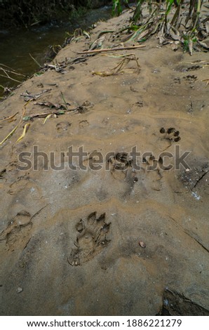 European Otter (lutra lutra) tracks in Piscos valley within Côa Valley in northern Portugal in Europe