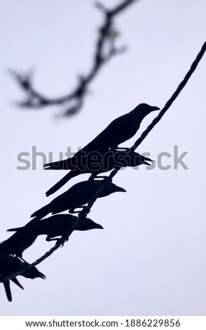 Silhouette. Crow perched on the cable   