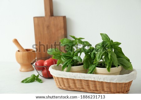 Fresh green basil in pots on white countertop in kitchen