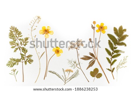 dried flowers composition. herbarium. isolated on white background Royalty-Free Stock Photo #1886238253