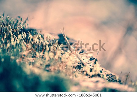 gorgeous macro butterfly and insects with soft tones
