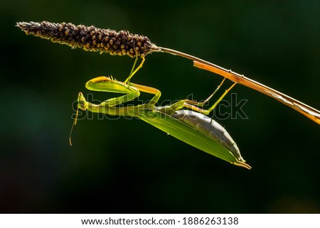 praying mantis in balance on a grass stem Royalty-Free Stock Photo #1886263138
