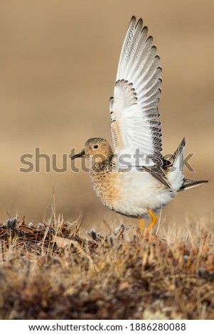 Adult Buff-breasted Sandpiper (Calidris subruficollis) on the arctic tundra near Barrow in northern Alaska, United States. Displaying male in courtship, to attract a mate. Royalty-Free Stock Photo #1886280088