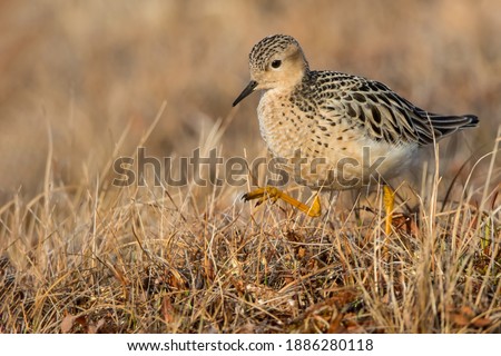 Adult Buff-breasted Sandpiper (Calidris subruficollis) on the arctic tundra near Barrow in northern Alaska, United States. Royalty-Free Stock Photo #1886280118