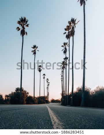 Palm trees at Sunset at Elysian Park in Los Angeles, California. This row of palm trees is iconic, captivating Los Angeles. 