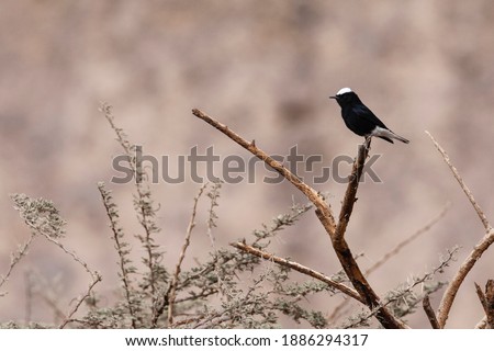 White-crowned Wheatear (Oenanthe leucopyga) perched on a acacia tree in a desert canyon near Eilat, Israel.