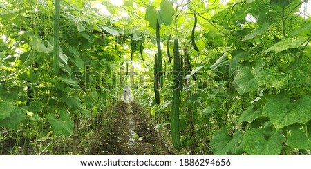 The Great Vegetable Season in the Small Village