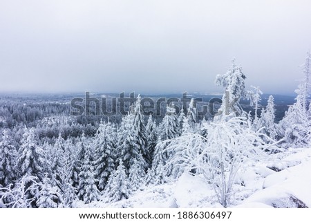 Snow-covered tops of firs and trees against a foggy sky. National nature park in winter. New Year's, Christmas forest.