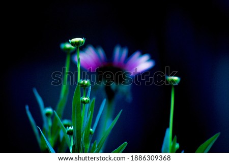 Vibrant macro flower buds against dark background