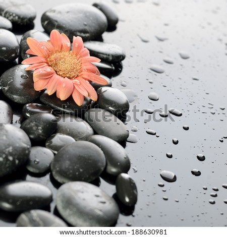 background of a spa with stones, and gerber flower