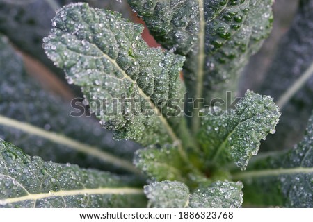 Cavolo nero, italian palm kale dark green leaves texture close up, with frozen water drops on, growing in the winter garden close up, fresh healthy food and self sufficency gardening concept