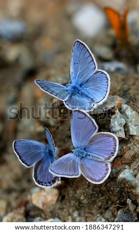 The most beautiful are blue butterflies.