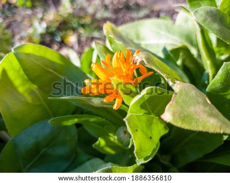 Marigold officinalis, or calendula officinalis — is a herbaceous plant, a species of the genus Calendula of the Asteraceae family. 