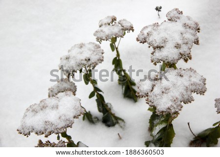 Flowers berries bushes and trees covered with white fluffy snow.